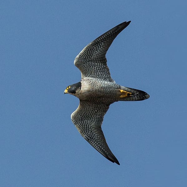 Peregrines are actually rather sluggish in level flight, especially compared to pigeons and ducks, hence why the stoop evolved into an effective hunting strategy.