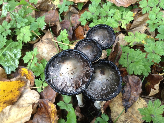 These are also shaggy manes, despite the fact that they look so different from the mushroom when it first emerges from the ground.