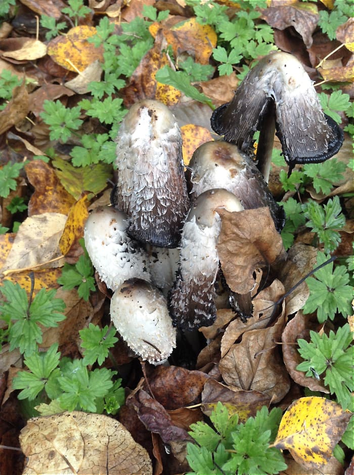 The mushrooms are at different stages of autodigestion. The caps are opening up as digestion proceeds from the edge of the cap.