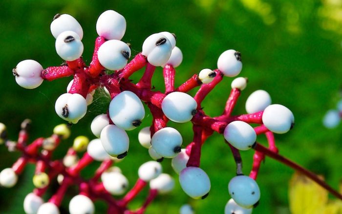 The White Baneberry or "Doll's Eyes" is considered poisonous to humans. Eating just 5 or 6 berries can have an immediate sedative effect on the heart, causing heart attack and even death. Birds, however, can eat the berries without a problem.