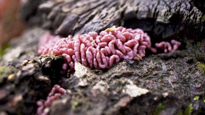 This fungus looks intestinal in nature. It has a jelly-like consistency and has mild antibiotic properties, protecting trees against the bacteria that causes heart rot.