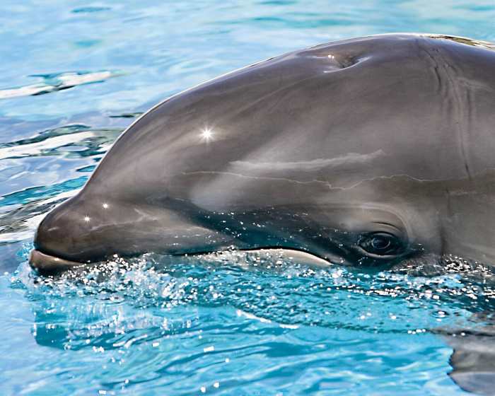 This wolphin's mother was a wolphin (a false killer whale–bottlenose dolphin cross) and her father was a bottlenose dolphin.