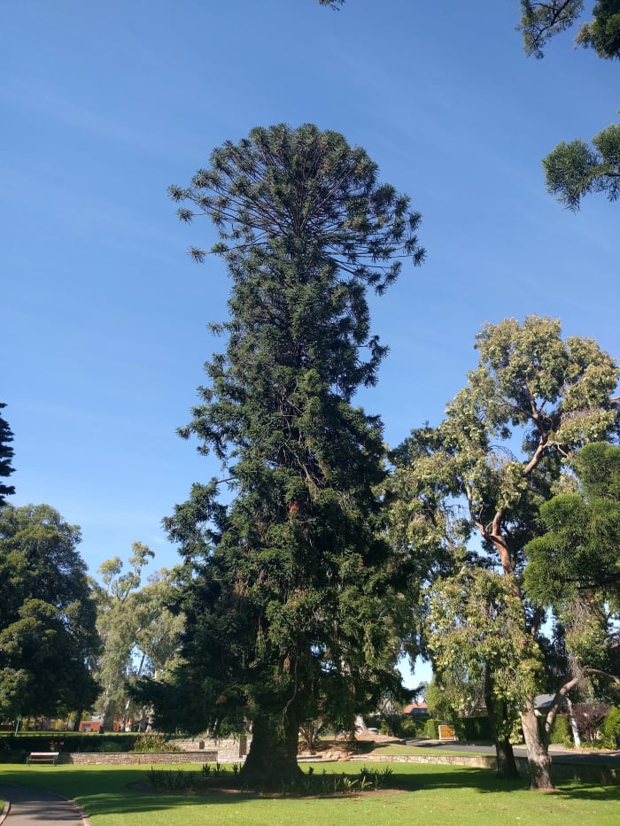 The two-tiered appearance of a bunya pine tree