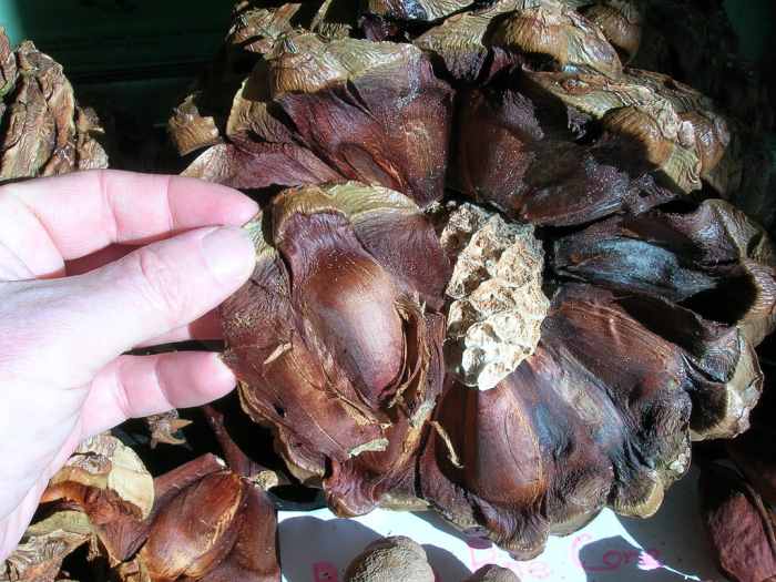 The Bunya Pine: A Strange and Useful Tree - Owlcation - Education