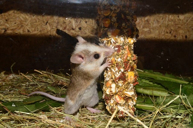 A mouse eating. The diets of mice and rats have a lot of similarities, although their dietary requirements are not quite the same. Rats, for instance, need more fiber and less fat than mice. Mice are also slightly pickier eaters than rats.