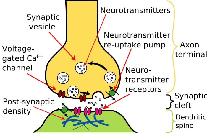 A synapse is the region where one neuron ends and another begins. When the first neuron is stimulated, neurotransmitter molecules travel across the gap to trigger a nerve impulse in the second neuron.
