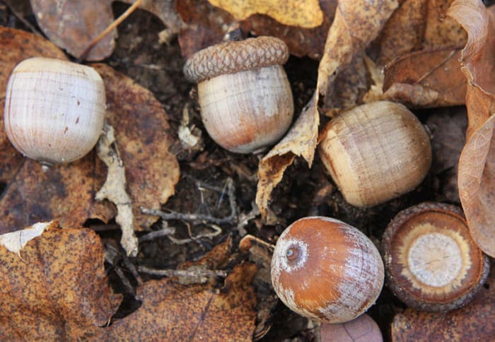 Acorns of the Red Oak Tree