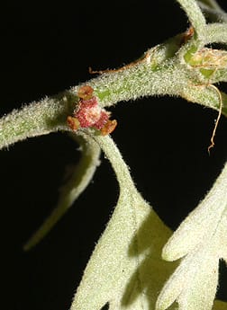 Female Flowers of Quercus alba