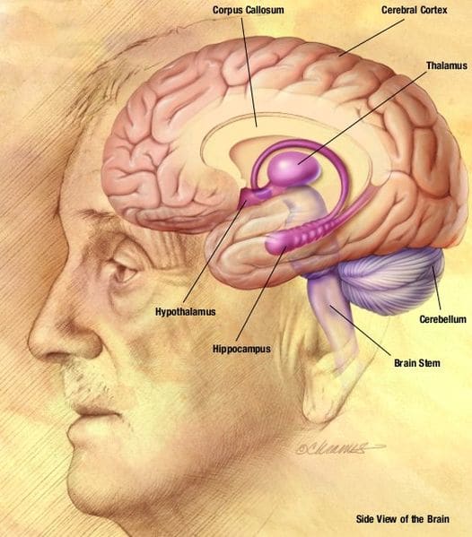 Labelled diagram of the human brain