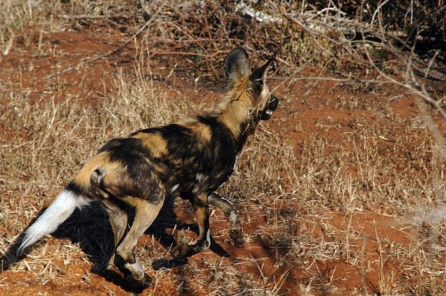 African wild dogs generally hunt by chasing their prey to exhaustion. Consequently, they can sustain speeds of over 35 miles per hour over 3 miles. As their name suggests, the dogs live in Sub-Saharan Africa.