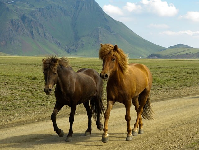 Horses have had a close relationship with humans ever since they were domesticated in 4000 BC. They have been bred to possess both speed and endurance and have an average gallop speed of 25 to 30 mph, although the world record is 55 mph.