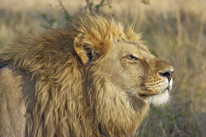 Lions are the second fastest big cat after the cheetah. Like the cheetah, they can only manage fast speeds over short distances, however, and quickly become exhausted.
