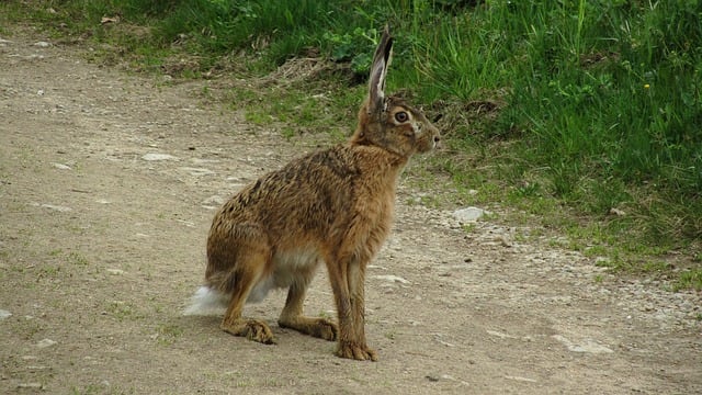 Jackrabbits are able to use their powerful hind legs to get out of danger. They are able to achieve speeds of up to 45 mph over short distances. They can also leap out of danger when they need to.