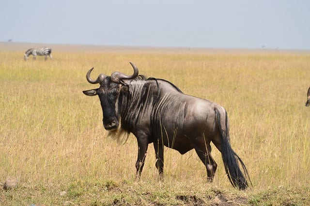 Also known as gnus, wildebeest are another antelope with exceptional running powers, especially over long distances. They need the speed to help them to escape from predators.