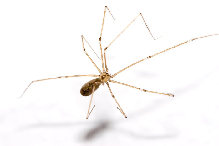 L'araignée de cave, ou papa longues pattes, s'étend généralement sur environ deux pouces.