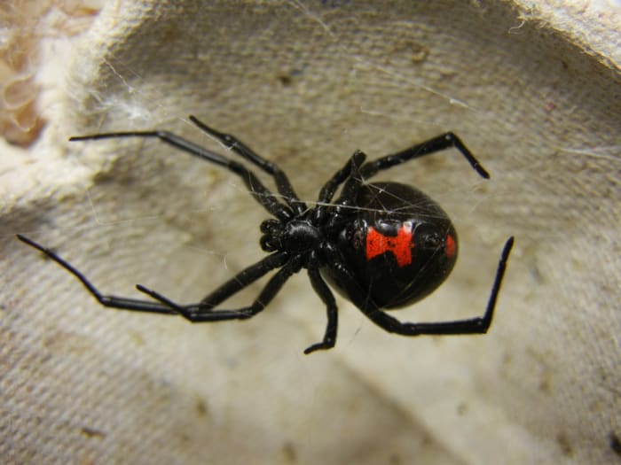 La marque distinctive en forme de sablier rouge sur le dessous de la veuve noire du Sud. Contrairement aux autres araignées de cette liste, les veuves sont très venimeuses et peuvent infliger une morsure dangereuse. Les veuves mesurent généralement 1,5 pouce de diamètre.