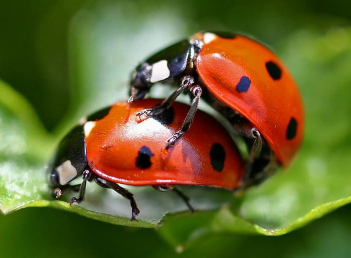 Sexual reproduction involves the transfer of spermatozoa from the male to the ovum of the female. Many living things reproduce without sex, by cellular division. But however they do it, the ability to reproduce is necessary to the definition of life.