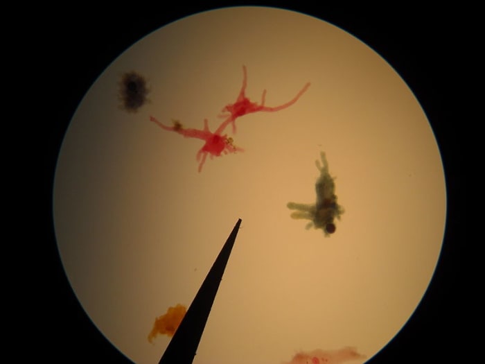 From a single-celled Amoeba such as these - so small they can only be seen under a microscope - to an Elephant whose body is made of thousands of trillions of cells, the cell is the fundamental building block of living organisms.