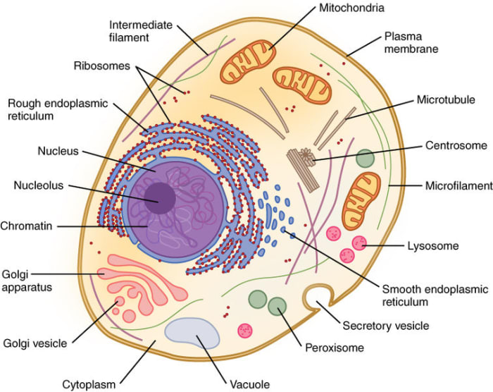 This schematic diagram shows a generic animal cell and the organelles, including the nucleus, endoplasmic reticulum, golgi apparatus, ribosomes, lysosomes, centrioles and mitochondria.