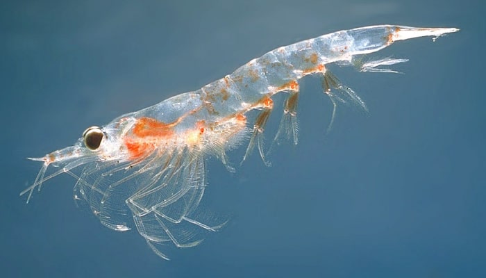 A Northern krill, or Meganyctiphanes norvegica