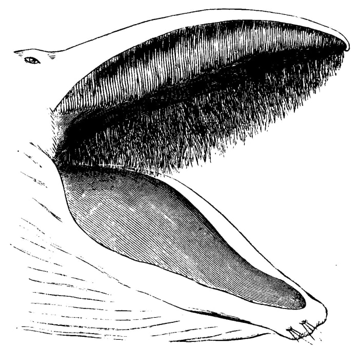 The arrangement of the baleen
