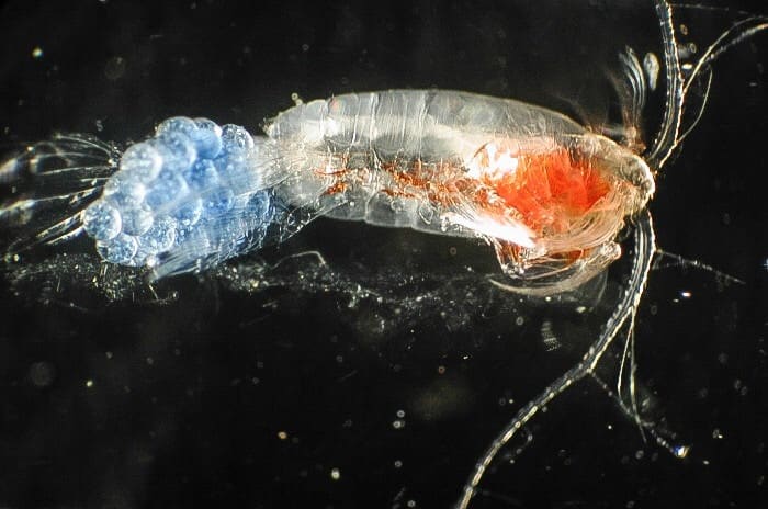 A copepod with attached eggs