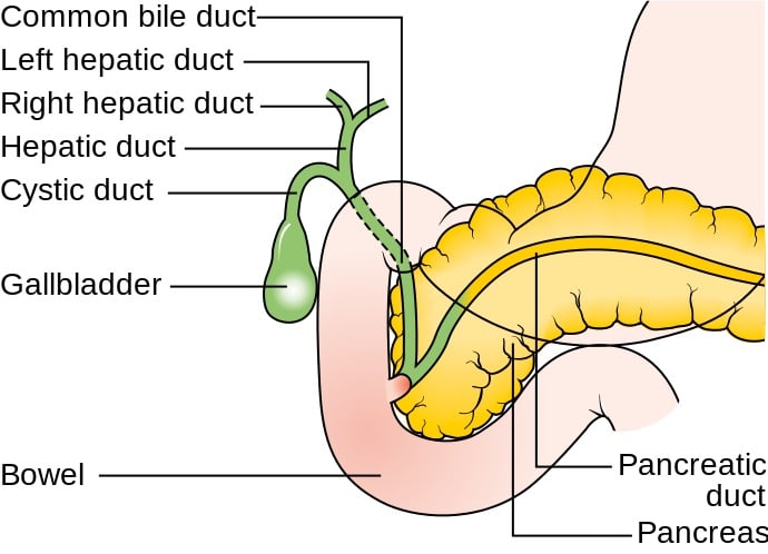 The pancreas is located next to the first part of the small intestine or small bowel. The pancreatic duct joins the hepatic duct from the liver before entering the small intestine.