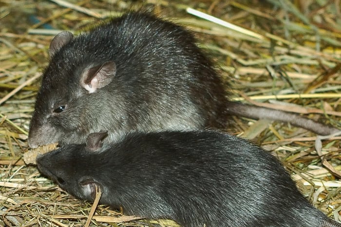 These are black rats (Rattus rattus) in a zoo. Black rats are believed to have played an important role in the Black Death.