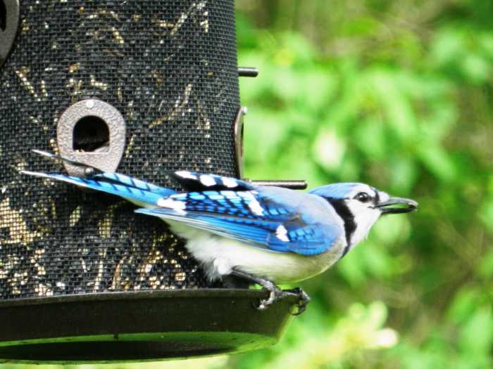 Blue Jay Facts, Pictures, and Behavior Owlcation Education