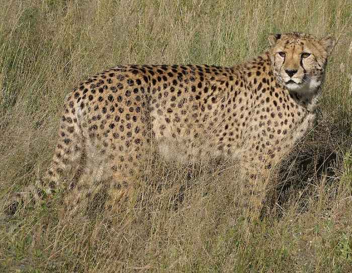 While once thought to be closely related to the African cheetah (pictured), Miracinonyx is now considered a seperate genus.