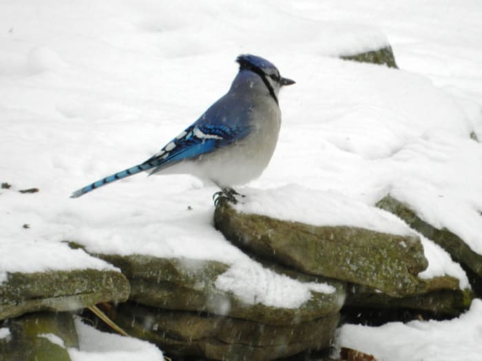 La ghiandaia blu resiste durante l'inverno nevoso.