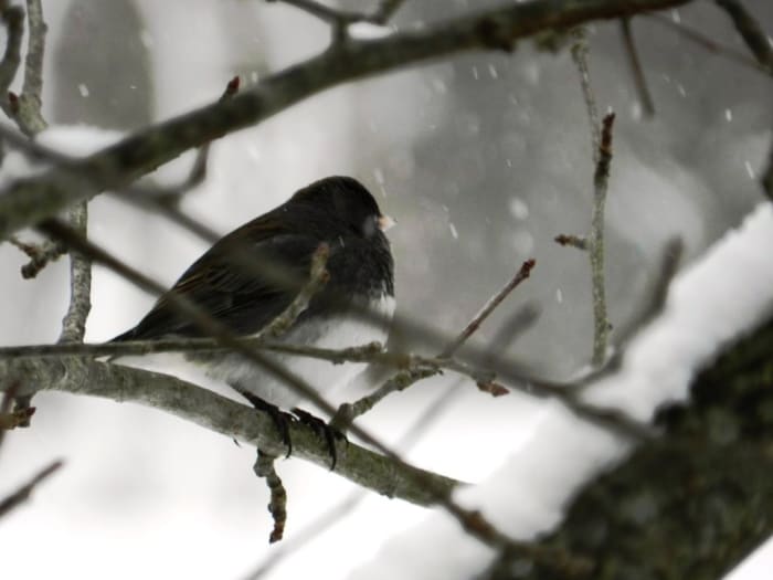 Il giunco dagli occhi scuri passa l'inverno negli Stati Uniti e migra in Canada per i mesi estivi.