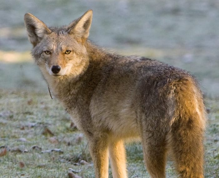 A coyote roams through Discovery Park during a cold morning in 2008. (Mike Siegel/The Seattle Times)