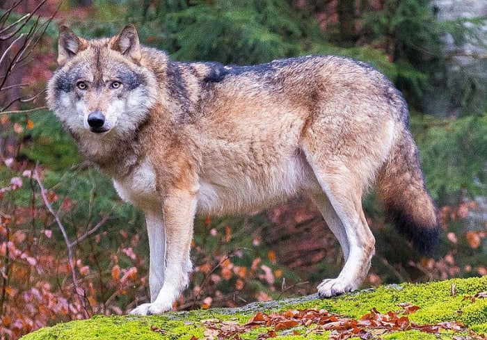 A European grey wolf in Bavaria.