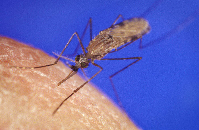 Anopheles gambiae is the carrier of the most deadly malaria bearing parasite, Plasmodium falciparum.