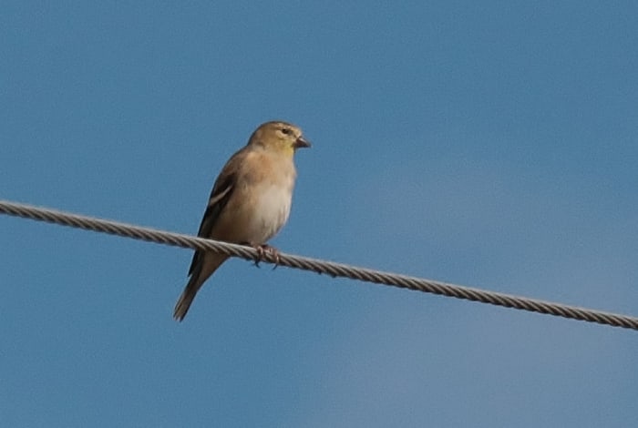 A winter Goldfinch. I will have them here too. Found at Kern River Preserve