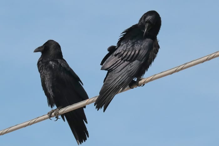 Common Ravens, they take the place of crows here. These were local in Ridgecrest, Ca.
