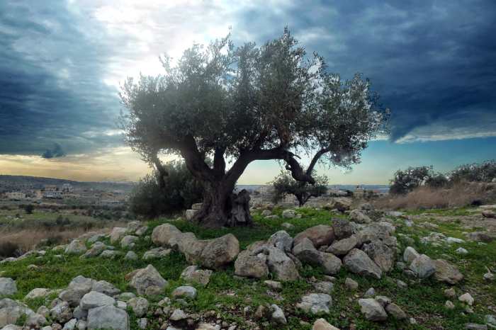 ". . . since man was driven out of Paradise it (The Word of God) is for fallen man the tree of life"— M.A. Zimmerman "Studies in Genesis"