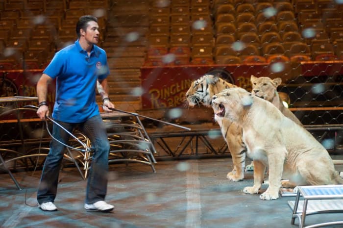 When teaching the class, Alexander Lacey holds two guiders that help him to communicate with the big cats.