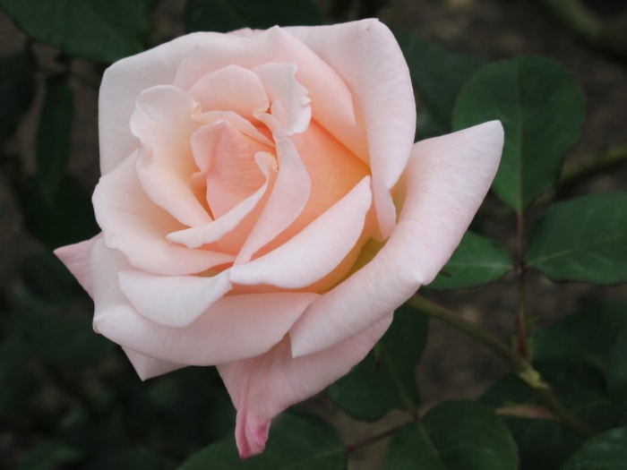 The name of this rose was inspired by the story of Madame Butterfly.