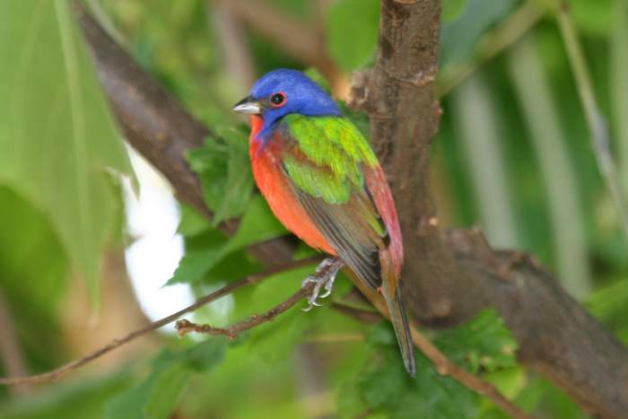 The bright primary colors that comprise the painted bunting's plumage make it a desirable guest at backyard bird-feeders in the southern U.S.