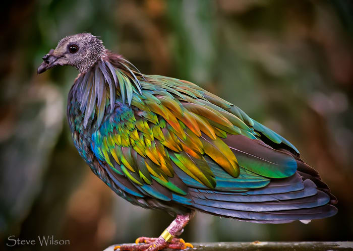 The feathers of the Nicobar pigeon display a play of color reminiscent of ammolite, an iridescent gem found in the Canadian Rockies.