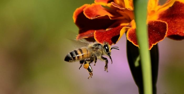 Honey Bee Anatomy: Hairy Eyeballs and Other Amazing Facts - Owlcation