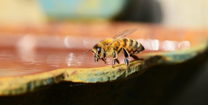 A honey bee uses her tarsal claws to cling to the stone edge of a bird bath. Note the translucent wings.