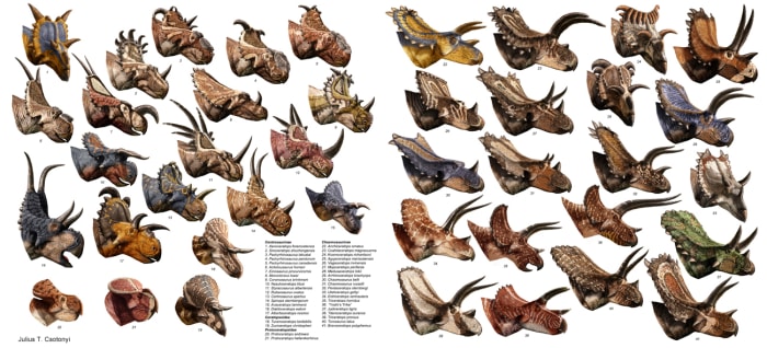 Known large ceratopsians as of 2013, by Julius Csotonyi. Avaceratops is number 15, the small blue one just above the second text column.