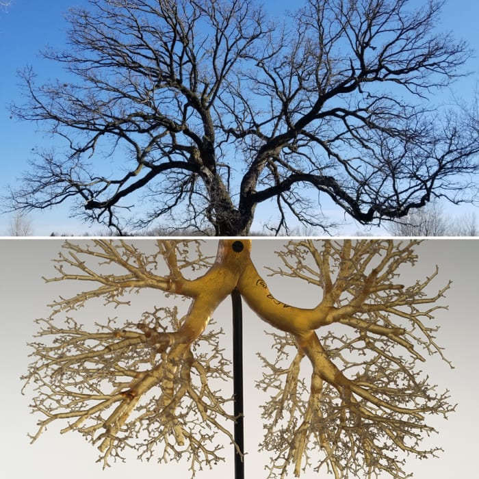 A tree and lung bronchials demonstrating the life giving properties of trees. Trees give off the oxygen that our lungs receive, giving life to our bodies.