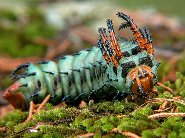 Their large size and fierce look are what keep chickens from eating hickory horned devil caterpillars. Their scary-looking appearance allows them to become beautiful regal moths.