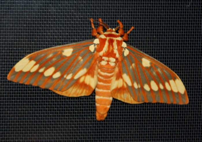 But, so is the regal moth with a wingspan of 4-6 inches (and, females are larger than males). They are common southward but rare northward. It is regarded as a threatened species in some areas.