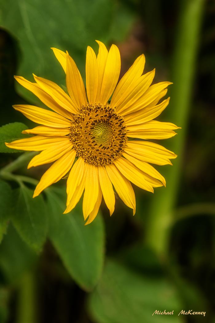 Another gorgeous sunflower grown by our neighborhood friends, Joseph and Eileen Lagarde.