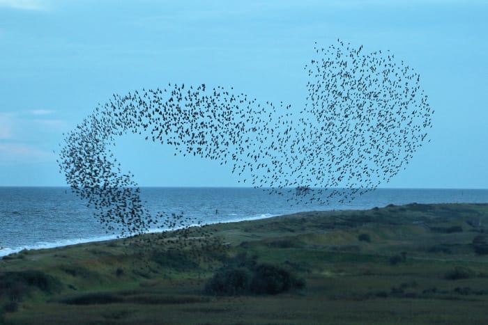 A murmuration of starlings. "Quiet birds in circled flight" The metaphor is suggestive of joyfulness and freedom from earthly ties, emphasised by the use of the adjective "uplifting"